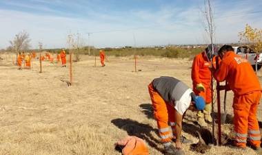 REALIZARÁN UN MEGAOPERATIVO FORESTAL EN EL NORTE DE LA PROVINCIA