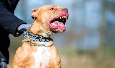 CÓRDOBA: FUE ATACADA POR SU PITBULL Y SUFRIÓ LA AMPUTACIÓN DE UN BRAZO