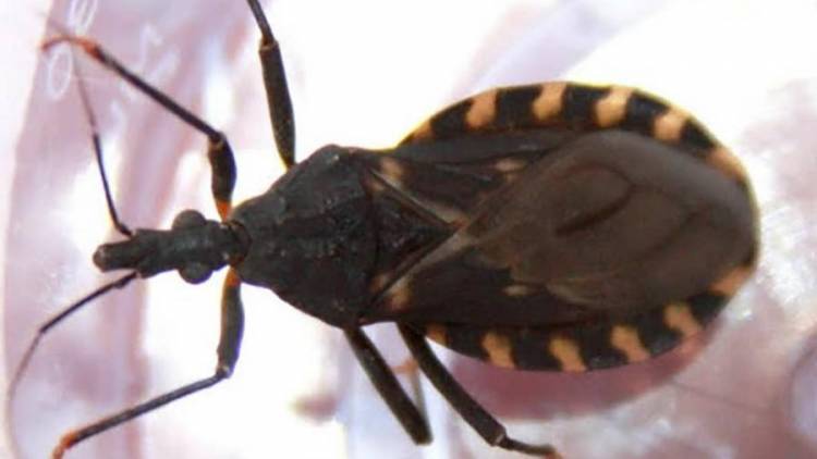 REGLAMENTARON LA LEY DE CHAGAS DESPUÉS DE 15 AÑOS DE QUE FUERA SANCIONADA