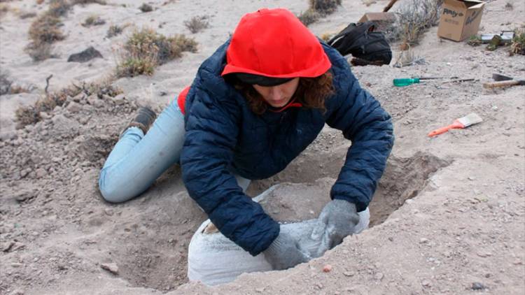 RÍO NEGRO: ENCONTRARON FÓSILES DE MAMÍFEROS QUE EXISTIERON HACE 38 MILLONES DE AÑOS