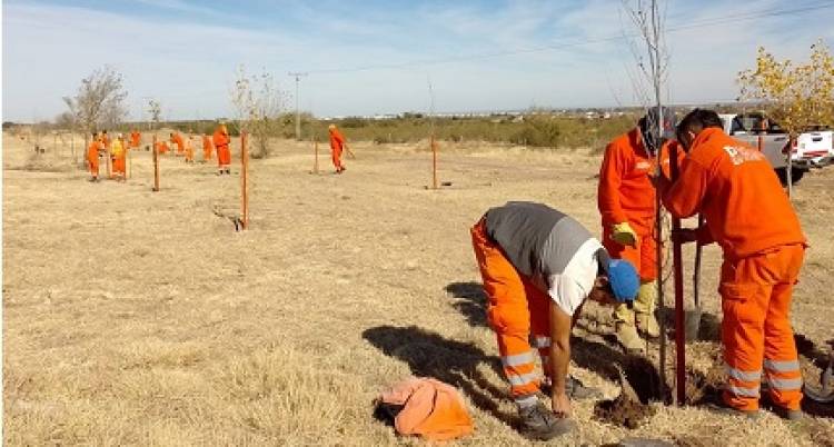 LA RED DE ALIANZAS ESTRATÉGICAS PARA LA FORESTACIÓN SUMA 4.700 ÁRBOLES YA PLANTADOS
