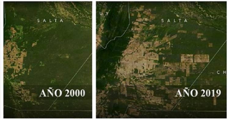 LA DESFORESTACIÓN ARGENTINA POR LOS AGRO NEGOCIOS