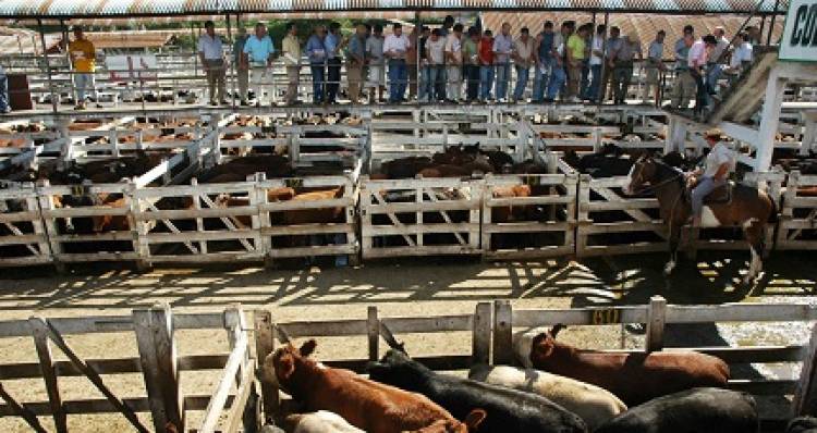 INSÓLITO: QUEJA DE PRODUCTORES DE CARNE PORQUE SUBE POCO
